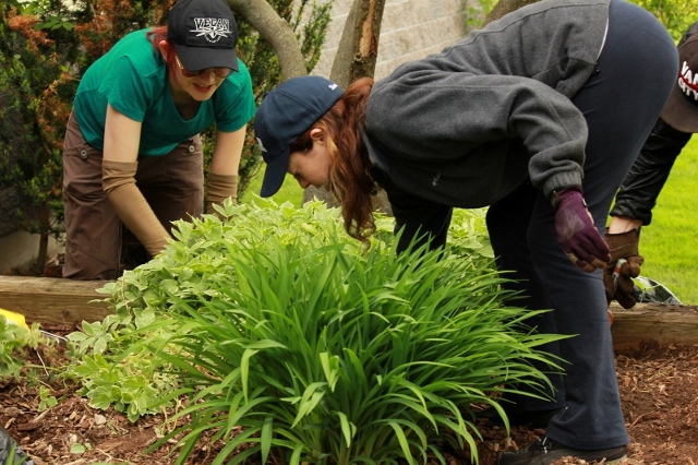 People working in a garden