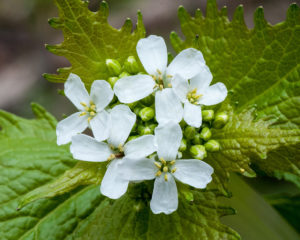 Garlic Mustard Plant