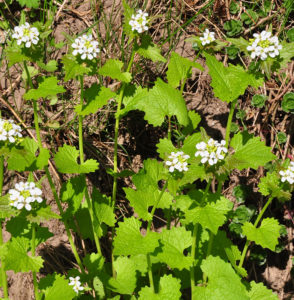 Garlic Mustard Plants