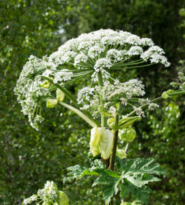 Giant Hogweed Plant
