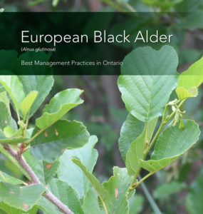 European Black Alder