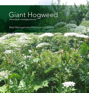 Hogweed