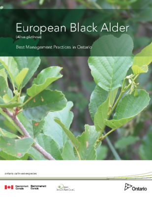 European Black Alder