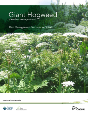 Giant Hogweed