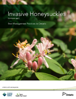 Invasive Honeysuckles