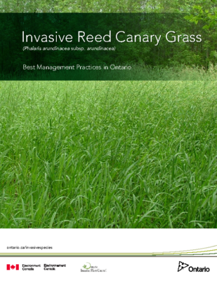 Reed Canary Grass BMP