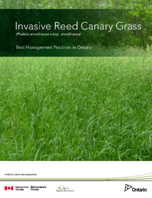 Reed Canary Grass