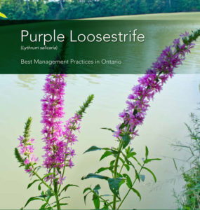 Purple Loosestrife