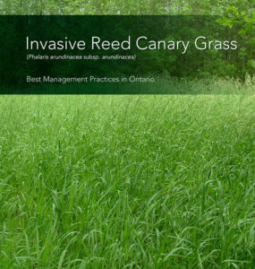 Reed Canary Grass