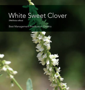 White Sweet Clover