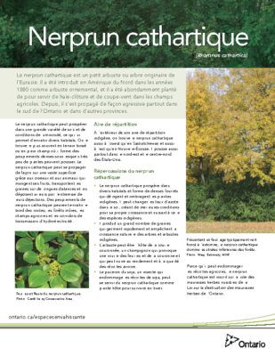 Buckthorn – French