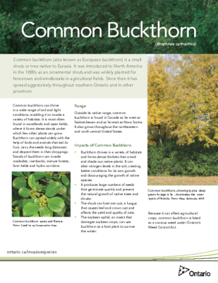 Buckthorn – English