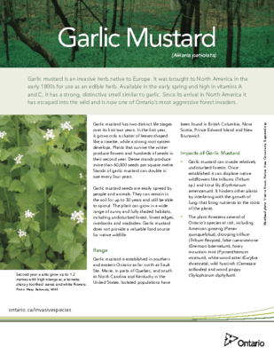 Garlic Mustard