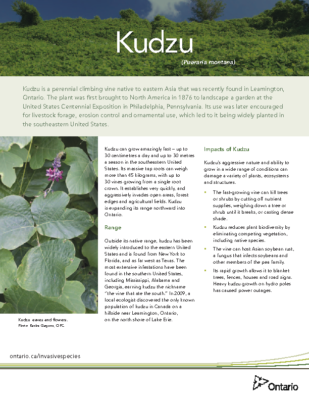 Kudzu ENGLISH