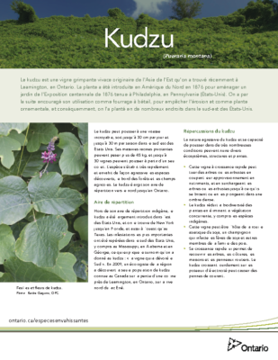 Kudzu – French