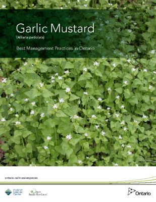 Garlic Mustard