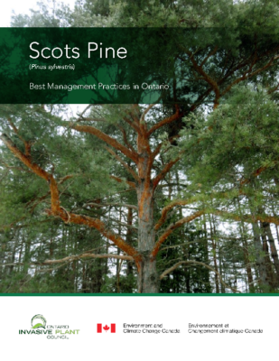 Scots Pine