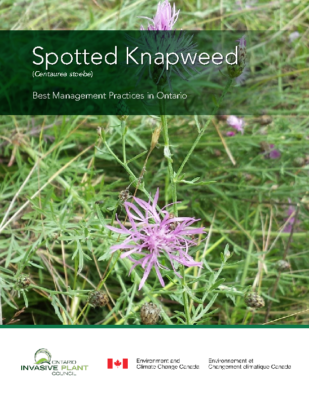Spotted Knapweed BMP