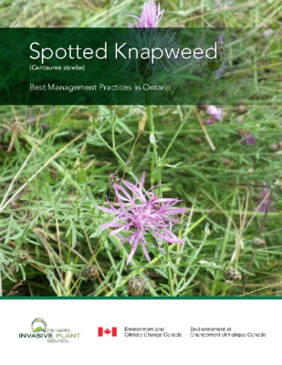 Spotted Knapweed