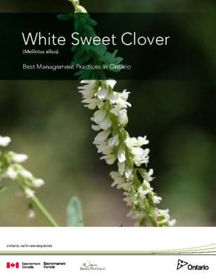 White Sweet Clover
