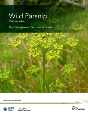 Wild Parsnip