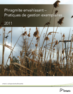 Invasive Phragmites – French