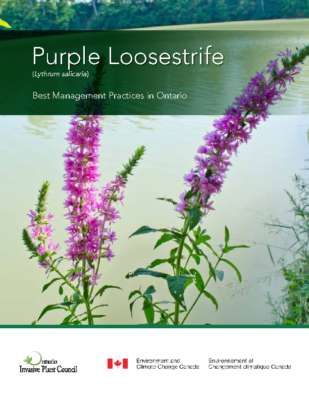 Purple Loosestrife