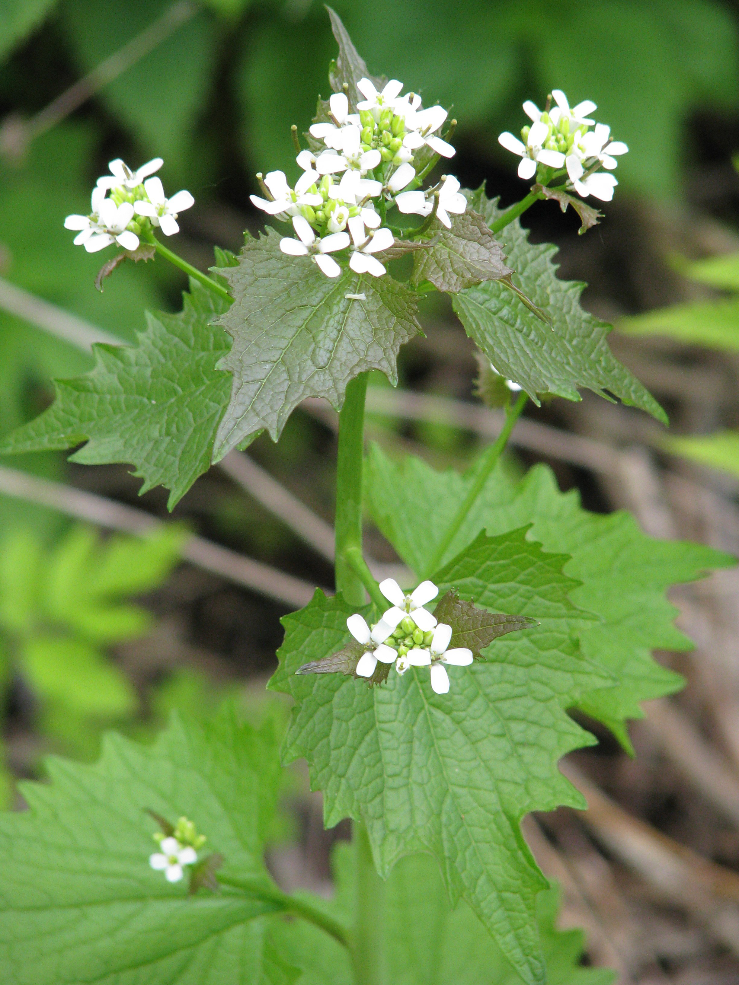 Thunder Bay Garlic Mustard Removal