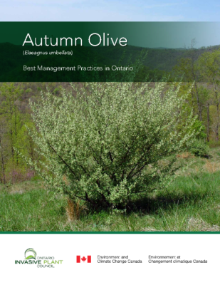 Autumn Olive