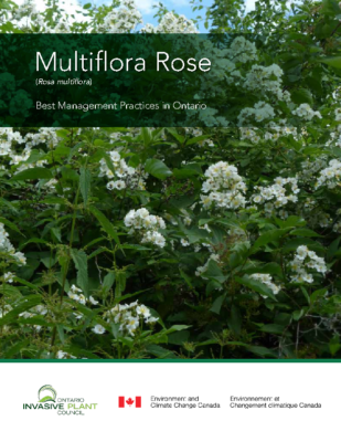 Multiflora Rose