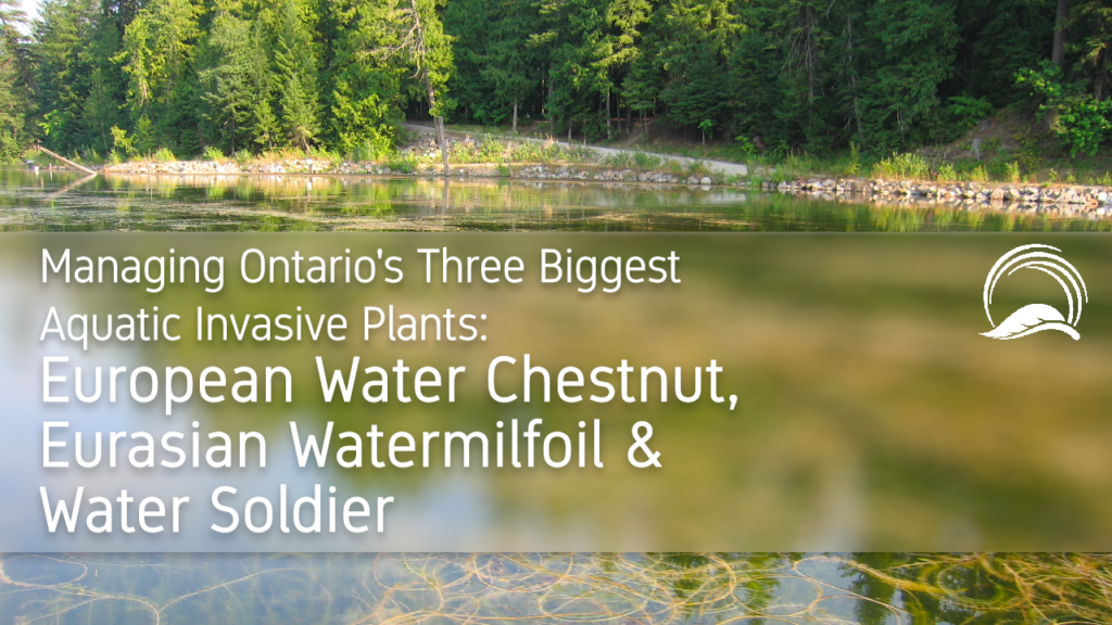 Managing Ontario's 3 Biggest Aquatic Invasive Plants: European Water Chestnut, Eurasian Watermilfoil and Water Soldier