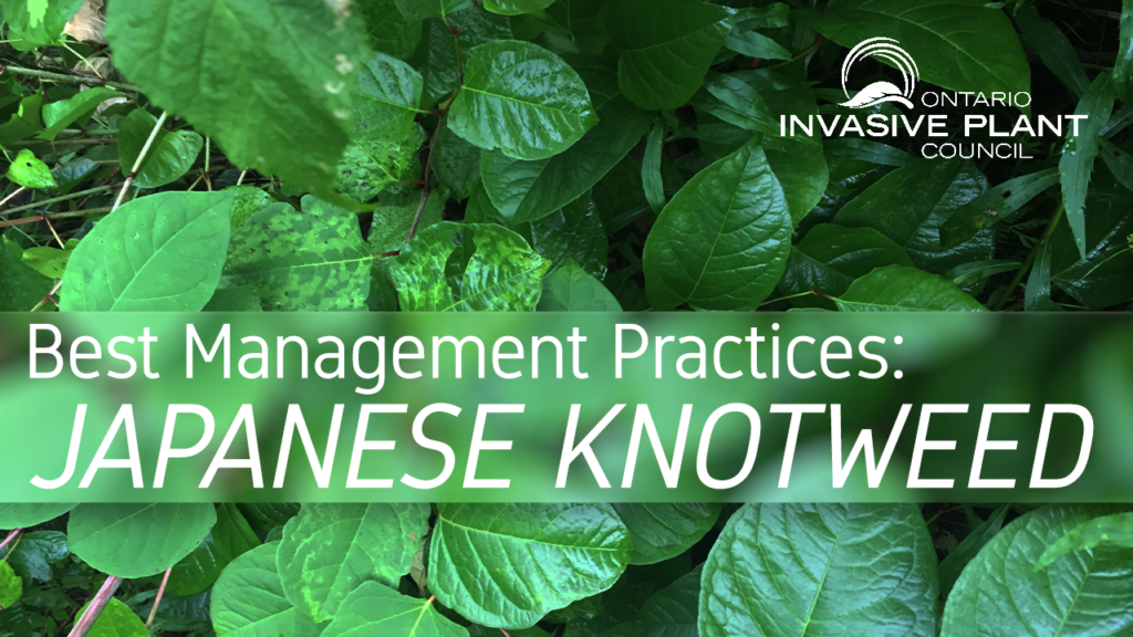 Best Management Practices: Japanese Knotweed
