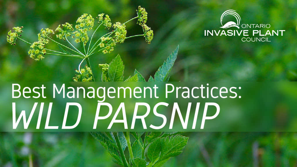 Best Management Practices: Wild Parsnip