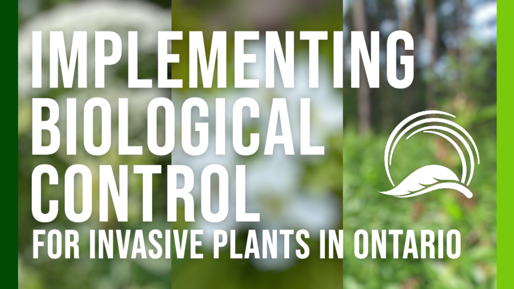 Implementing Biological Control for Invasive Plants in Ontario
