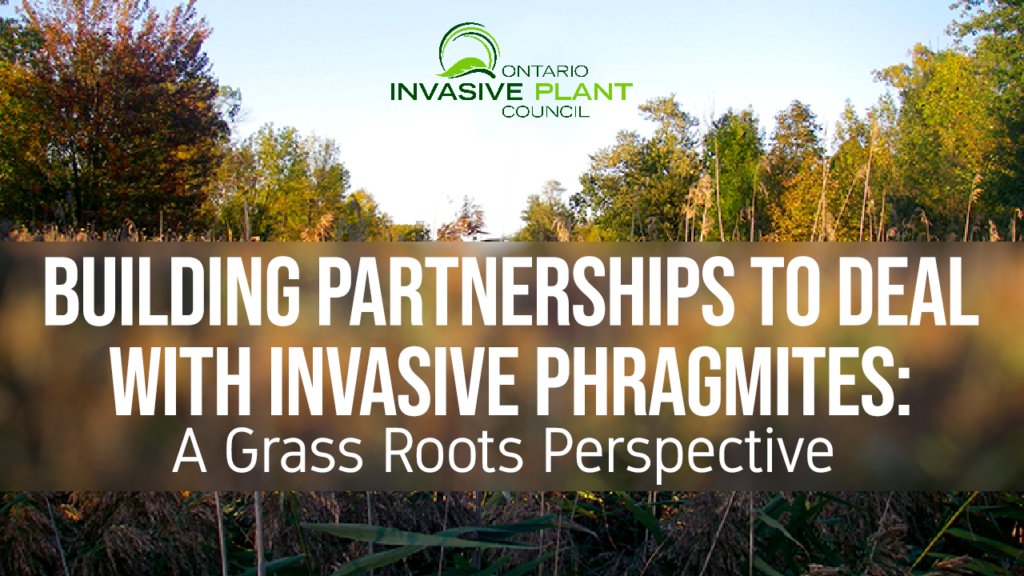 Building Partnerships to deal with Invasive Phragmites: A Grass Roots Perspective
