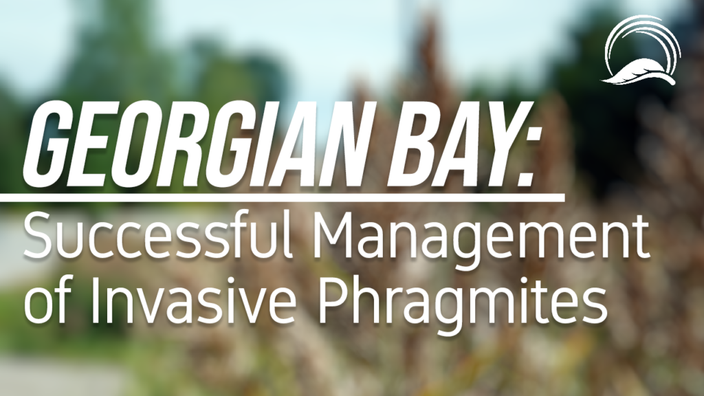 Successful Management of Phragmites in Georgian Bay
