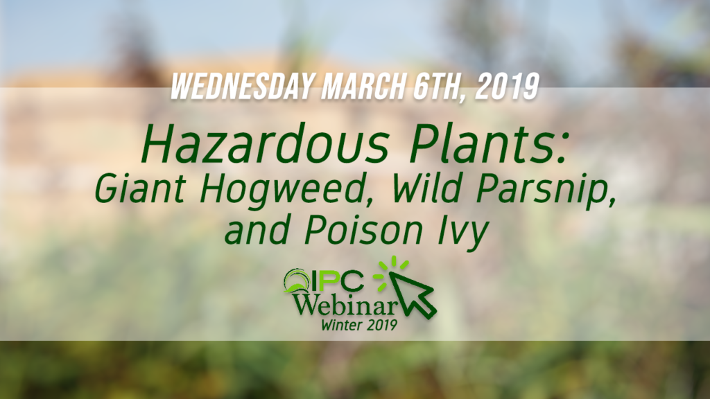 Hazardous Plants: Giant Hogweed, Wild Parsnip and Poison Ivy