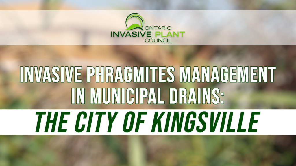 Invasive Phragmites Management in Municipal Drains: The City of Kingsville
