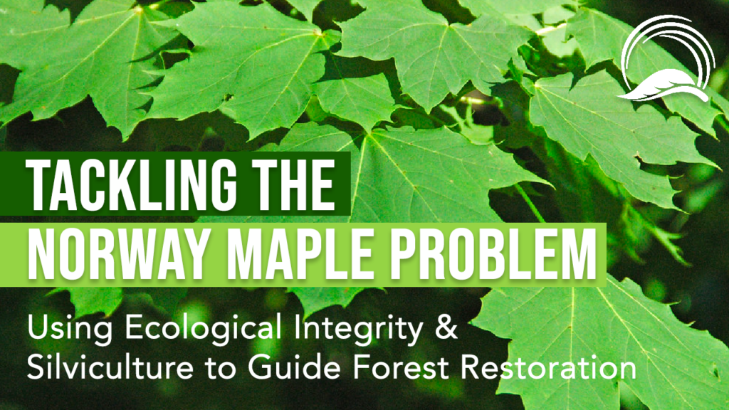 Tackling the Norway Maple Problem: Using Ecological Integrity & Silviculture to Guide Forest Restoration
