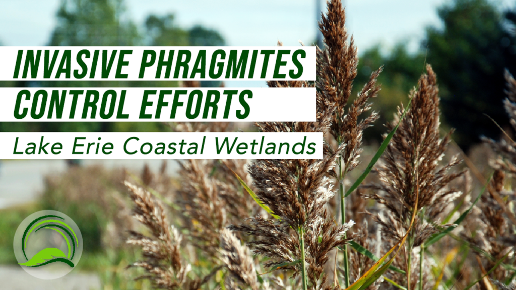 MNRF: Invasive Phragmites Control Efforts in Lake Erie Coastal Wetlands