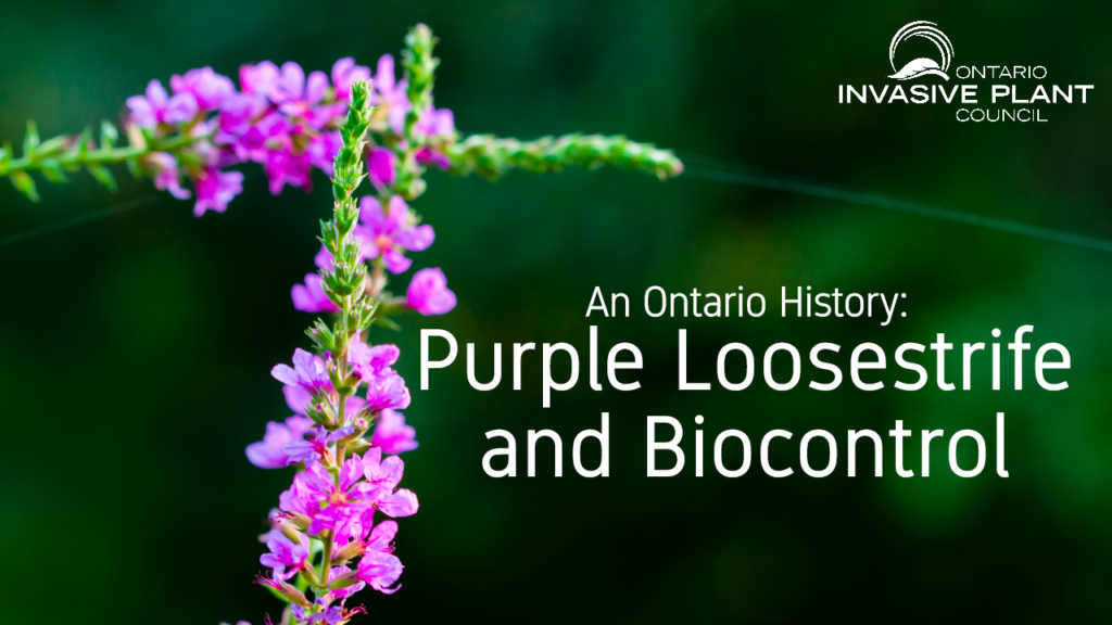 An Ontario History: Purple Loosestrife & Biocontrol