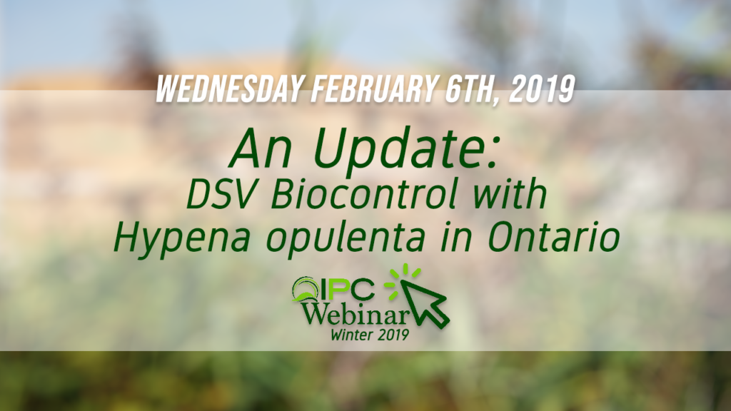 DSV Biocontrol with Hypena opulenta in Ontario