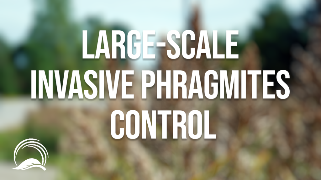 Large scale Invasive Phragmites Control: Long Point Emergency Use Registration Pilot Project Update