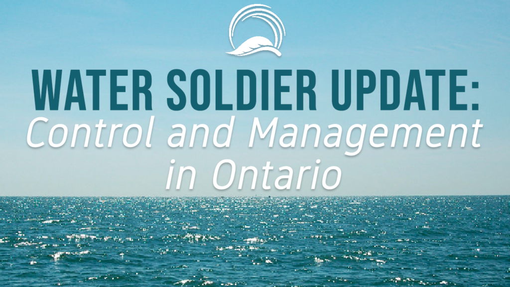 Water Soldier Update: Control and Management in Ontario