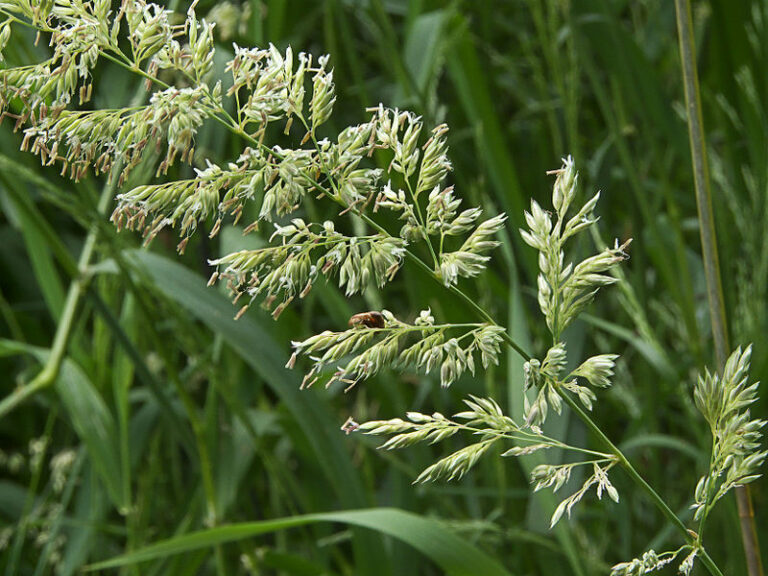Reed Canary Grass Ontario Invasive Plant Council