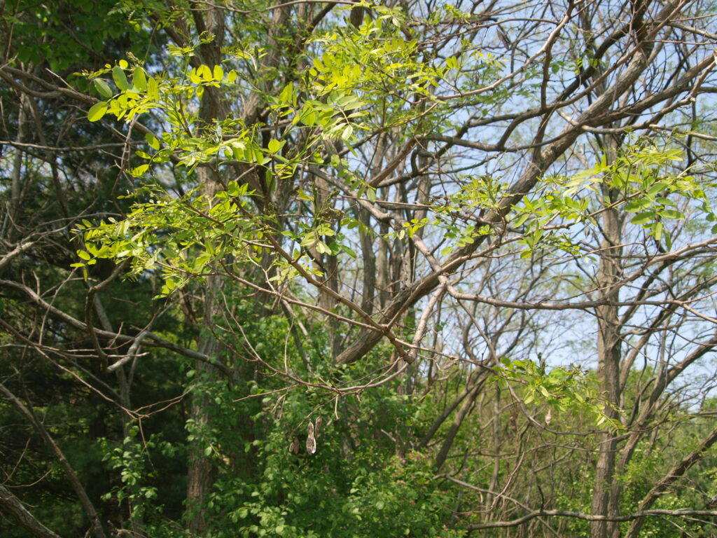OLYMPUS DIGITAL CAMERA Ontario Invasive Plant Council