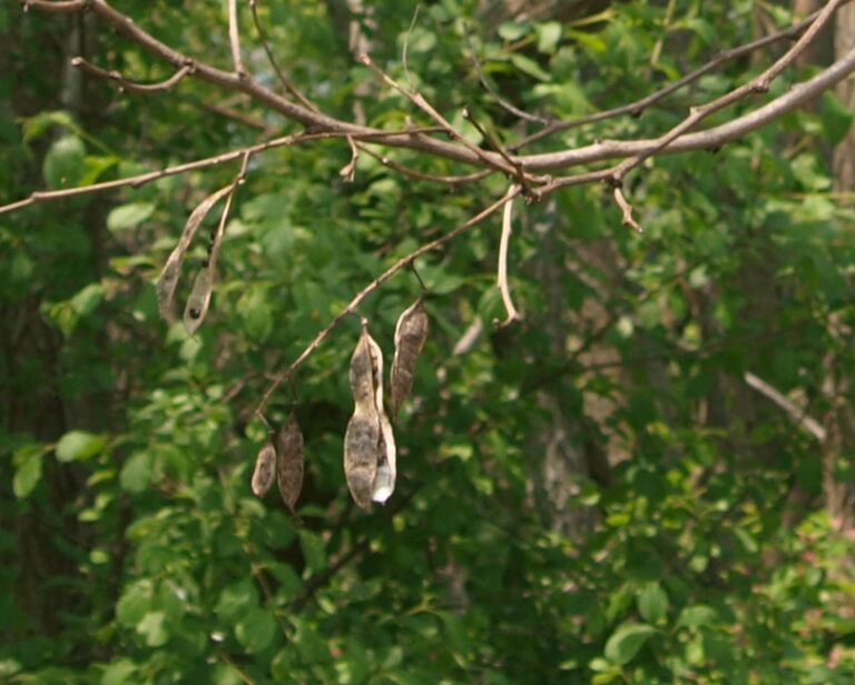 Black Locust Ontario Invasive Plant Council