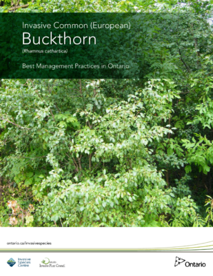 Buckthorn BMP