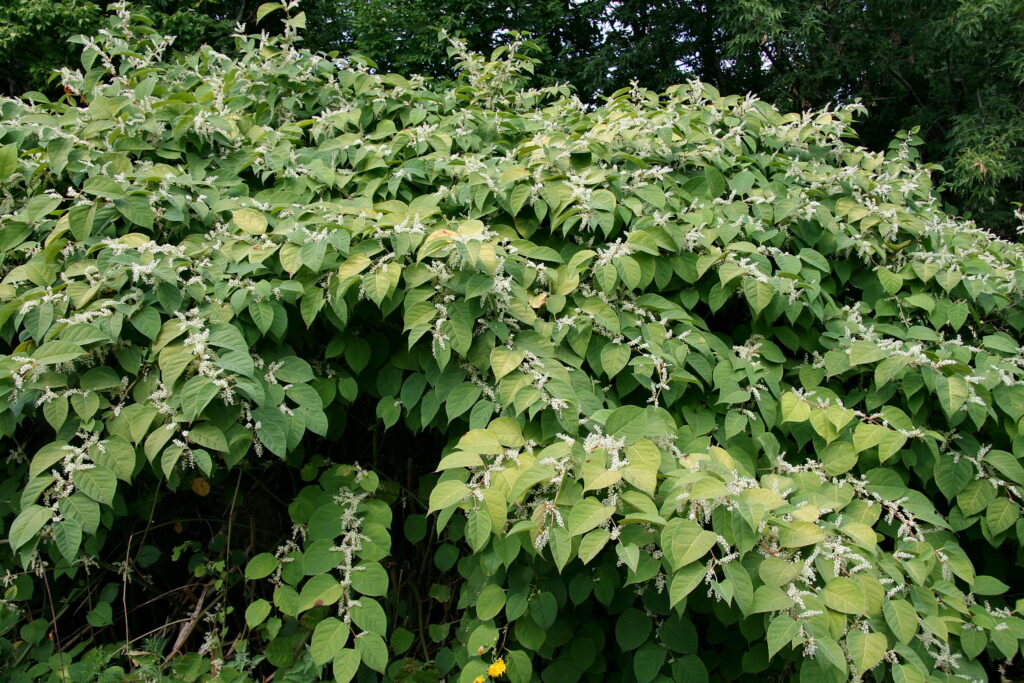 Japanese Knotweed Ontario Invasive Plant Council 