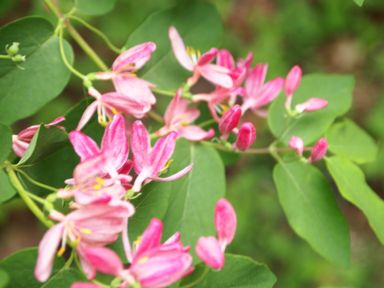 Invasive Honeysuckles Ontario Invasive Plant Council